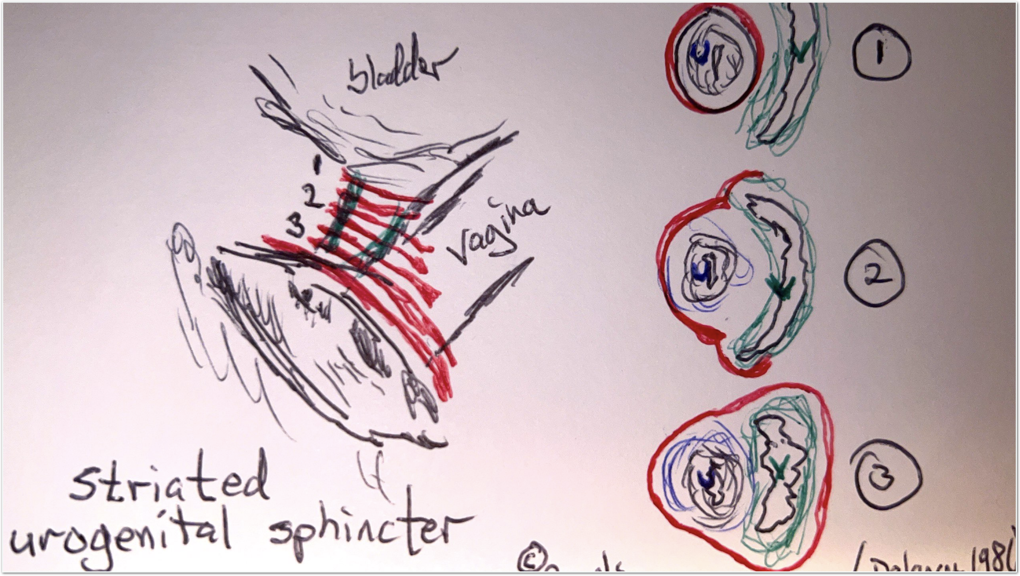 Striated Urogenital Sphincter